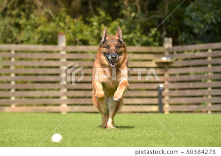 德國牧羊犬玩狗跑 80384278