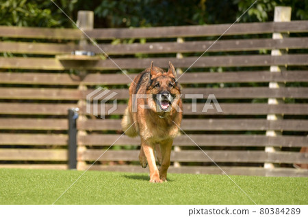 德國牧羊犬玩狗跑 德國牧羊犬玩狗跑 80384289