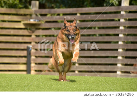 德國牧羊犬玩狗跑 80384290