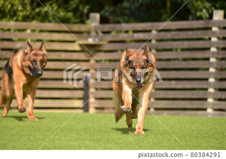 德國牧羊犬玩狗跑 德國牧羊犬玩狗跑 80384291