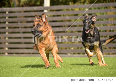 德國牧羊犬玩狗跑 德國牧羊犬玩狗跑 80384292