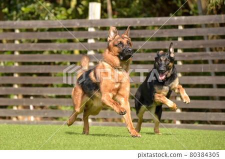 德國牧羊犬玩狗跑 德國牧羊犬玩狗跑 80384305