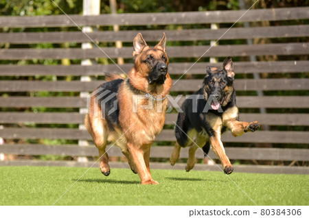 德國牧羊犬玩狗跑 80384306