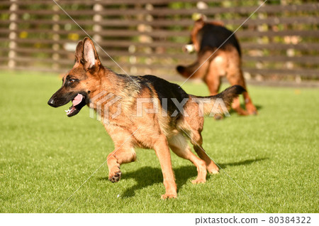德國牧羊犬玩狗跑 德國牧羊犬玩狗跑 80384322