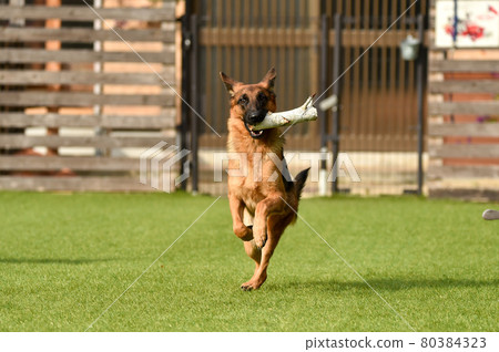德國牧羊犬玩狗跑 德國牧羊犬玩狗跑 80384323