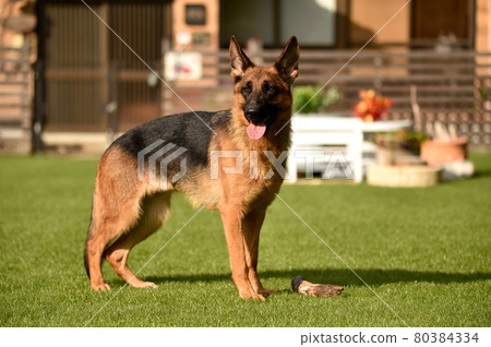 德國牧羊犬玩狗跑 80384334