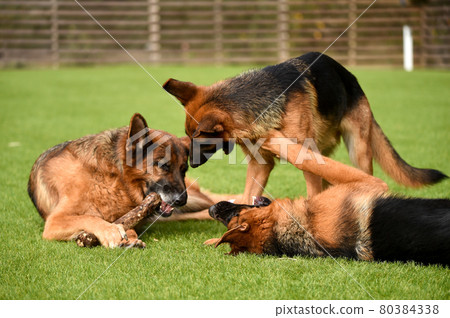 德國牧羊犬玩狗跑 德國牧羊犬玩狗跑 80384338