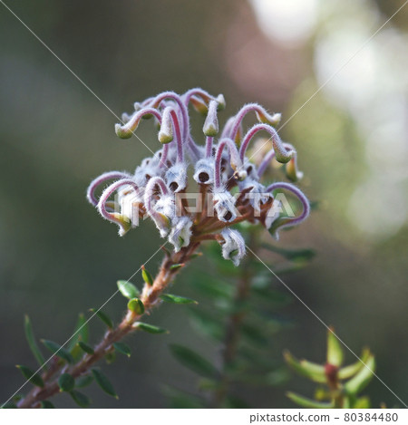 Australian native Grevillea buxifolia flower, family Proteaceae, Sydney, NSW, Australia. Commonly known as the Grey Spider Flower or Box-leaved Grevillea 80384480