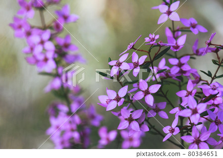 Australian native pink wildflower background of Boronia ledifolia, family Rutaceae. Growing in Sydney woodland, NSW, Australia. Known as the Showy, Sydney or Ledum Boronia. Winter to spring flowering Australian native pink wildflower background of Boronia ledifolia, family Rutaceae. Growing in Sydney woodland, NSW, Australia. Known as the Showy, Sydney or Ledum Boronia. Winter to spring flowering 80384651