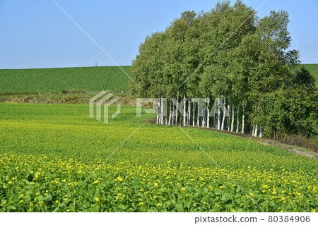 大空町女滿別朝日區甜菜和甜菜園的樺樹 80384906
