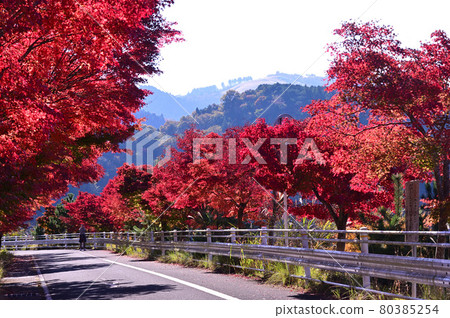 Tanzawa Lake in autumn leaves 80385254
