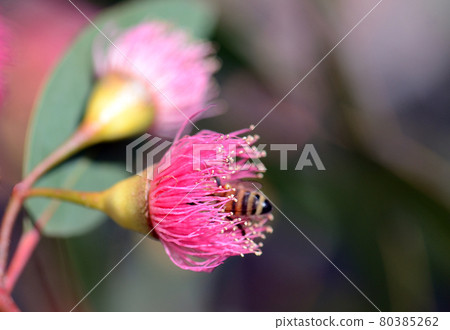 Bee abdomen poking out of a pink blossom of the Australian native Blue Gum, Eucalyptus leucoxylon Euky Dwarf, family Myrtaceae. All year flowering small drought tolerant ornamental tree 80385262