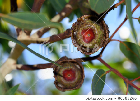 Large gum nut fruits of the Australian native mallee gum tree Eucalyptus erythrocorys, family Myrtaceae. Also known as the Illyarrie, Red capped Gum or Helmet nut gum. Endemic to Western Australia Large gum nut fruits of the Australian native mallee gum tree Eucalyptus erythrocorys, family Myrtaceae. Also known as the Illyarrie, Red capped Gum or Helmet nut gum. Endemic to Western Australia 80385266