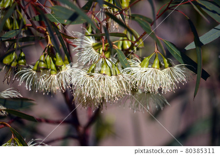 Pendulous cream blossoms of the Tall Sand Mallee, Eucalyptus eremophila, family Myrtaceae. Endemic to south of Western Australia. Winter flowering Pendulous cream blossoms of the Tall Sand Mallee, Eucalyptus eremophila, family Myrtaceae. Endemic to south of Western Australia. Winter flowering 80385311
