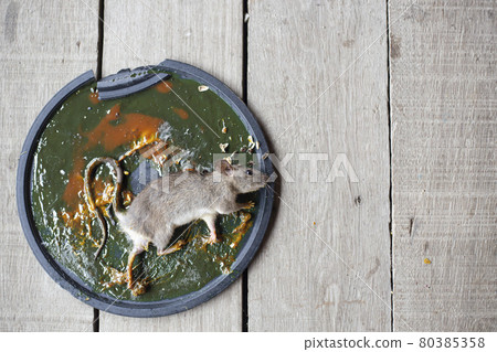 A Mouse House Trap In Mouse Trap Over 80385358