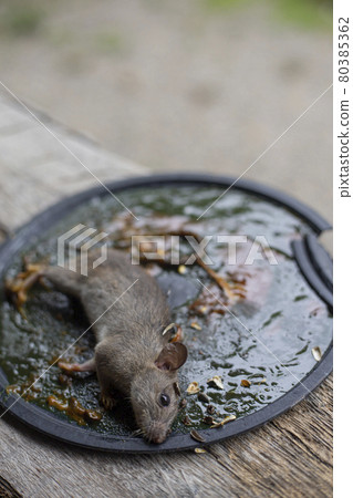 A Mouse House Trap In Mouse Trap Over 80385362