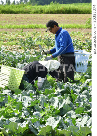Photographing the scenery of broccoli harvesting in Assabu, Hokkaido in the summer Photographing the scenery of broccoli harvesting in Assabu, Hokkaido in the summer 80385374