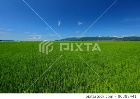 岩手縣一關市稻田風光和東北新幹線高架橋 80385441