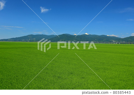Ichinoseki City, Iwate Prefecture Paddy field scenery and Tohoku Shinkansen viaduct 80385443