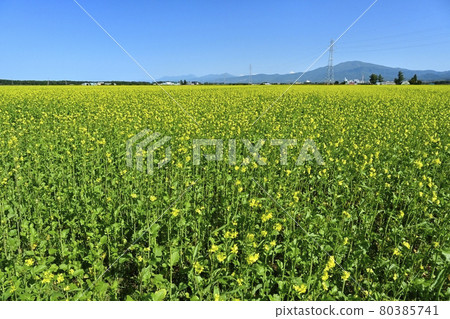 Shiretoko mountain range in the Kigarashi field around Shari and Koshimizu town 80385741
