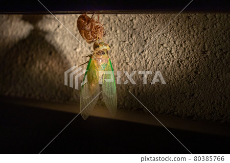 Cicada just after emergence that stretches yellow-green feathers Cicada just after emergence that stretches yellow-green feathers 80385766