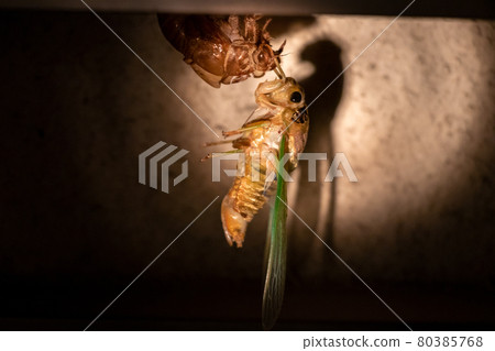 A newly emerging cicada A newly emerging cicada 80385768