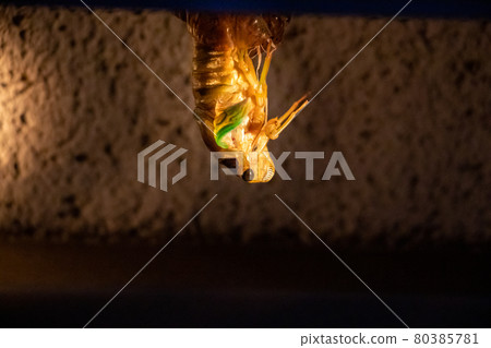 Cicadas emerging 80385781