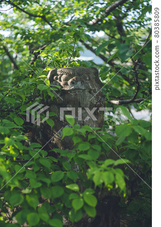 A guardian dog at Miyajidake Shrine in Fukutsu City, Fukuoka Prefecture, which is famous for its path of light. 80385809