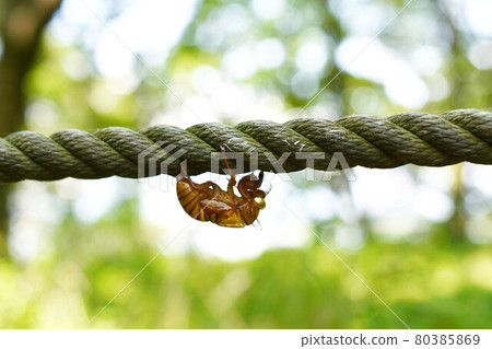 蟬殼 蟬殼 80385869