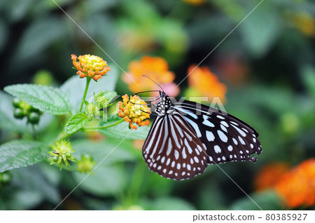 Chestnut tiger perching on a butterfly Kalanchoe flower 80385927