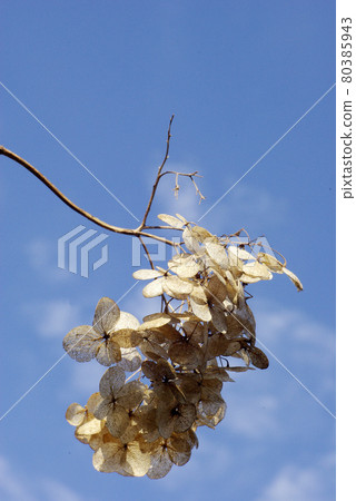 在冬天的天空中變成乾花的繡球花瓣，韻味十足，趣味盎然。 80385943