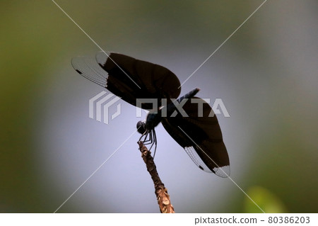 Butterfly dragonfly 80386203