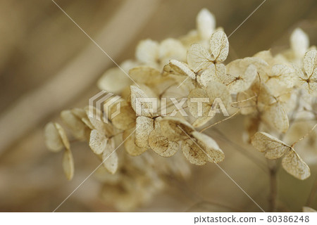 The petals of hydrangea, which became a dried flower in the winter sky, are rhythmic and fun. 80386248