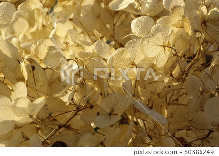 The petals of hydrangea, which became a dried flower in the winter sky, are rhythmic and fun. The petals of hydrangea, which became a dried flower in the winter sky, are rhythmic and fun. 80386249