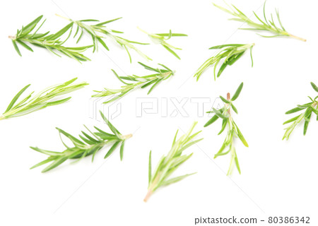 Branch of rosemary isolated on white background. Evergreen shrubs. Selective focus 80386342