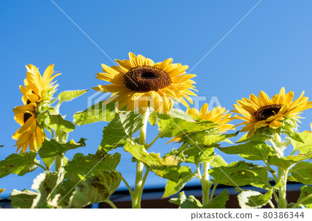 在花盆裡種植的仲夏迷你向日葵 80386344