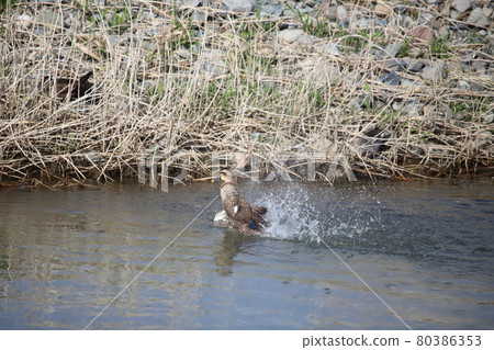 沐浴在cargamo 80386353