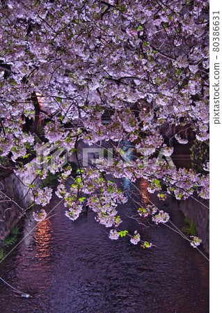 Kiyamachi, Kyoto, a tree-lined avenue of cherry blossoms 2021 80386631