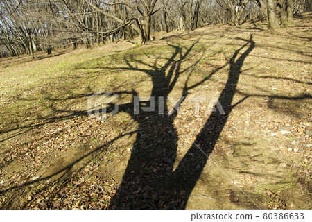 The light and shadow of bare trees seen in winter thickets is interesting 80386633