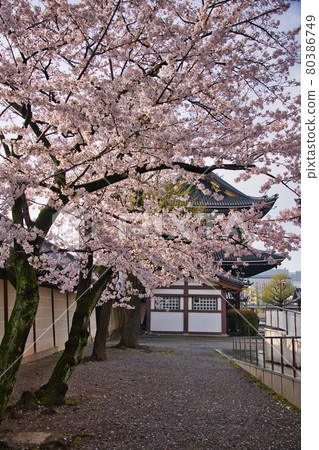 Higashi Honganji Spring 2021 Higashi Honganji Spring 2021 80386749