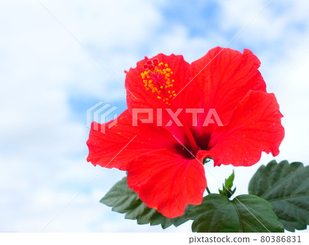 Hibiscus Hibiscus 80386831