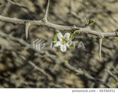 A wildflower on a thorny plant found in the desert of Qatar 80386852