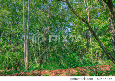 Green forest with eucalyptus tree in the foreground 80386856
