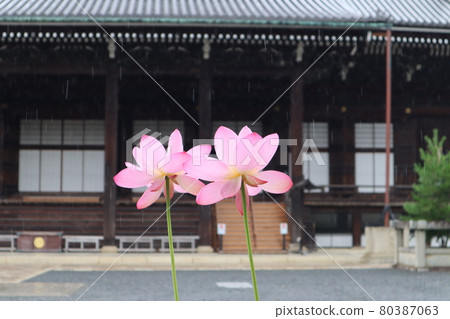 Two pink lotus flowers blooming in the rain in front of the main hall of the temple 80387063