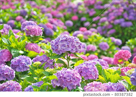 【hydrangea】 【hydrangea】 80387382