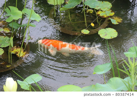 Nishikigoi swimming in a pond with rain ripples and lotus leaves Nishikigoi swimming in a pond with rain ripples and lotus leaves 80387414