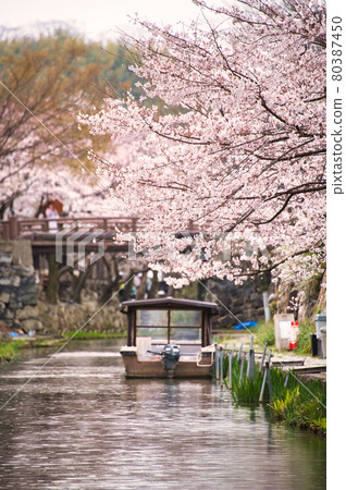 Hachimanbori Sakura 2021 80387450