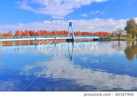 [東京] 水本公園的水本橋與紅葉 80387466