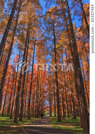 [Tokyo] Autumn leaves of Mizumoto Park Metasequoia 80387484