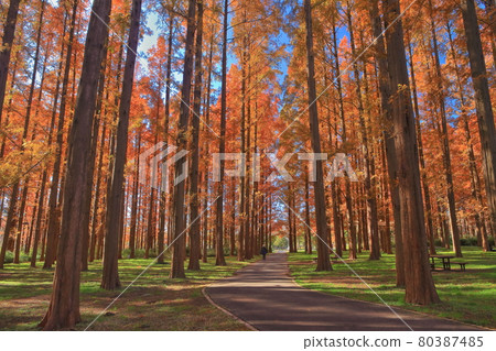 [Tokyo] Autumn leaves of Mizumoto Park Metasequoia 80387485